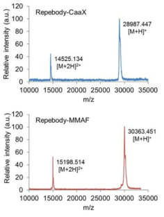 리피바디 (파란색)와 리피바디 -약물 복합체 (붉은색)의 질량 확인을 위한 MALDI-TOF 수행 결과