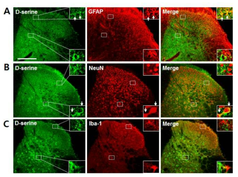 A-C. Immmunofluorescence 기법을 이용하여, CCI 후 척수 내에서 증가된 D-serine이 별아교세포 (A), 신경세포 (B)에서 발현되는 것을 확인한 반면, 미세아교세포 (C)에서는 발현되지 않음