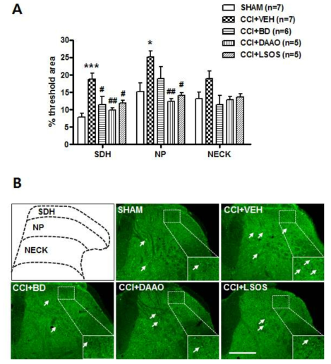 A. CCI 유발 후, sigma-1 수용체 억제제 (BD1047), D-serine 분해 효소 (DAAO) 및 serine racemase inhibitor (LSOS)를 척추 내 반복 처 치 시 D-serine의 발현 변화를 나타내는 그래프 B. 대표적인 척수 조직 사진