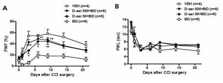 A. CCI 유발 후, sigma-1 수용체 억제제 (BD1047)와 D-serine 을 함께 반복 처치 시 BD1047 단독 투여에 의해 나타나는 물리적 이질통 형 성의 억제 효과가 역전됨 B. 열성 통각과민증의 형성에는 영향을 미치지 못함