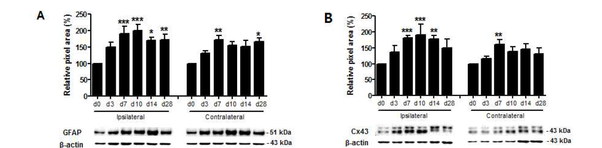 척수손상 후 나타나는 GFAP 및 gap junction protein connexin 43의 날짜별 발현 변화