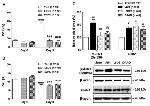 A. serine racemase 억제제 (LSOS)와 D-serine 분해 효소 (DAAO)는 물리적 이질통 형성을 억제함 B. 열성 통각과민증에는 효과 없음 C. NMDA 수용 체 GluN1 subunit 인산화를 억제하나, GluN1 발현에는 영향 없음