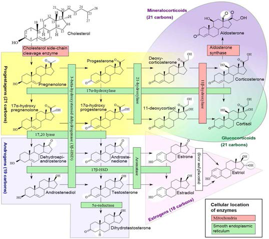 콜레스테롤부터 유래하는 다양한 신경스 테로이드의 종류와 biosynthesis 과정.