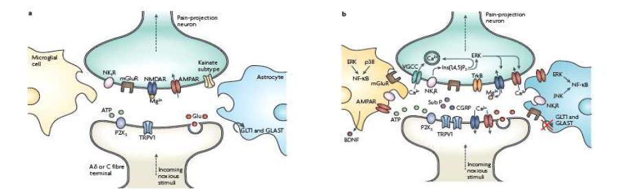 만성통증 유발과 관련되는 교세포 (microglia 및 astrocyte)의 활성이 통증 정보 전달에 미치는 영향