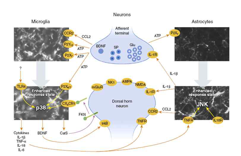 만성통증 유발과 관련되는 교세포 (microglia and astrocyte)의 활성에 미치는 인자 및 관련 MAPK의 활성에 대한 모식도