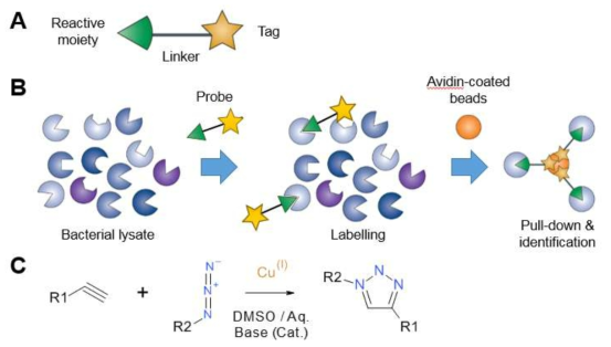 A. Scheme for the design of a generic probe. B. Protocol for pull-down assay using biotin as a tag. C. Scheme of the alkyne-azide 1,3-dipolar cycloaddition, catalyzed by CuI, giving access to 1,2,3-triazoles in good yield.