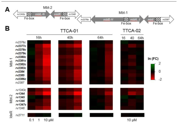 A. Structure of the two mycobactin synthesis gene clusters of M. tuberculosis. Genes of the cluster are indicated as gray arrows, while adjacent genes are in white. The iron-box operators (Fe-box) are indicated with hatches. B. Heat-map of the ln fold change (FC) of each gene of the mycobactin clusters (in bold), as well as the adjacent genes and the transcriptional regulator IdeR, showing the evolution of the expression with time and compounds concentration.