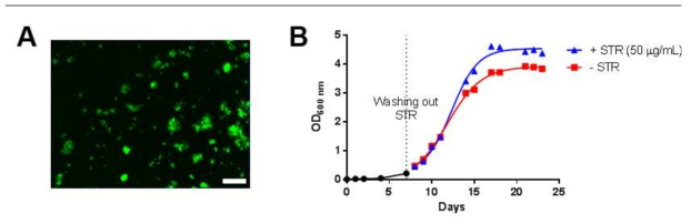 A. Representative picture of the SS18b-GFP strain visualized by fluorescence microscopy (Ex: 488 nm). Scale bar: 100 μm. B. Growth of the SS18b-GFP strain in presence (blue curve) or in absence (red curve) of streptomycin (STR), after an initial 7 days growth with STR (black curve).