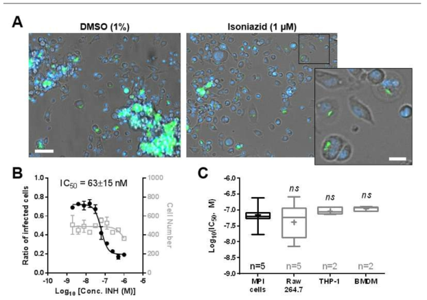 A. Representative pictures of DMSO and isoniazid treated MPI cells (blue) 5 days after batch infection (100 rpm, 2h) with H37Rv-GFP (green) at a MOI of 5. Scale bar: 50 μm. Insert from isoniazid treated cells shows magnified view of persistent bacterial infection in intact cells. Scale bar: 15 μm. B. Dose-response of isoniazid against H37Rv-GFP replicating in MPI cells (MOI 10). The ratio of infected cells is shown with black, closed circles; the number of cell is shown with gray, open squares. Fitting were performed by Prism software, using a sigmoidal dose-response model, and used to determine the concentration of isoniazid required to inhibit 50% of the bacterial colonization process (IC50). C. Comparison of isoniazid IC50 values (expressed in log scale) for different cell types.