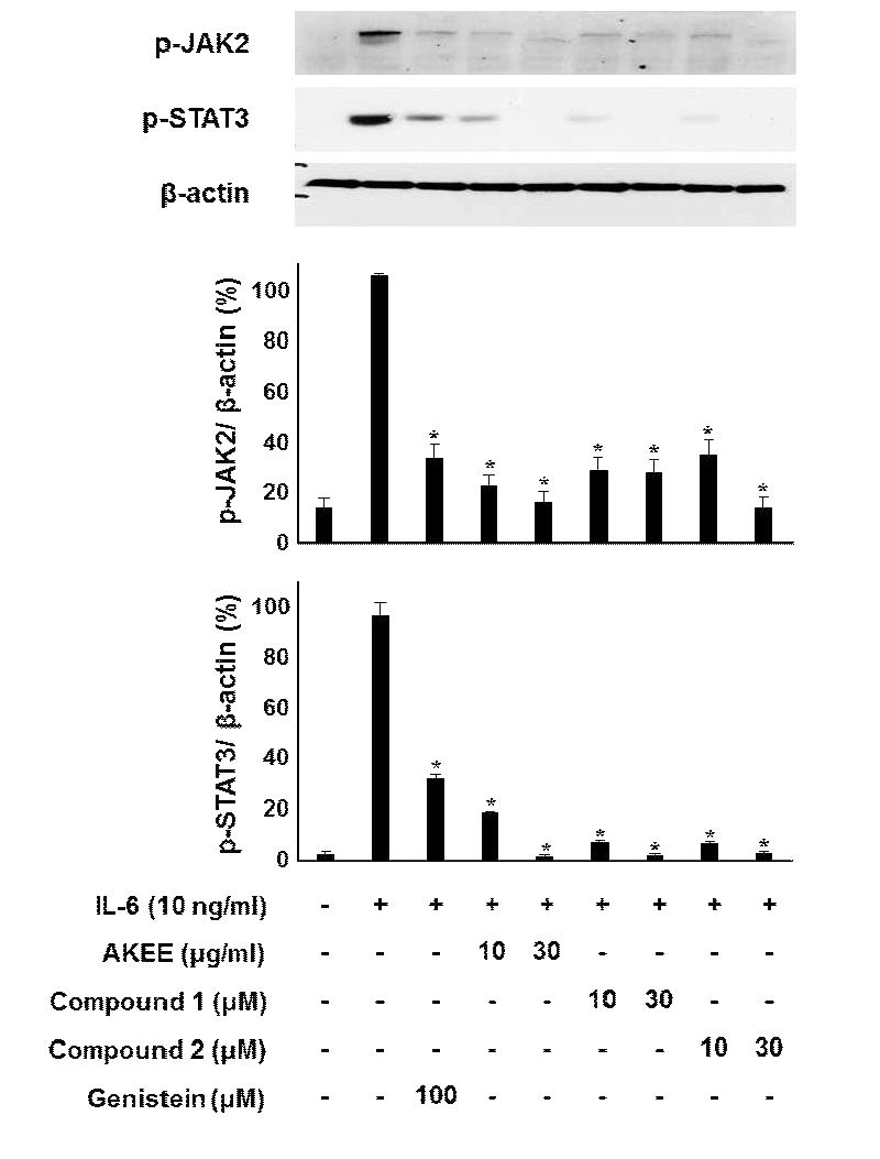화합물 1, 2의 IL-6 유도 JAK2 및 STAT3 인산화 저해활성.