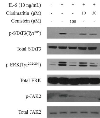 SPR로부터 분리된 화합물 7의 IL-6 유도 JAK2, ERK, STAT3의 인산화 저해활성