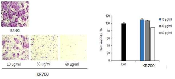 KR700 95% 에탄올 추출물의 파골세포분화억제활성 및 세포독성