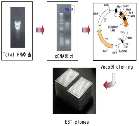 Full length cDNA construction of Panax ginseng.