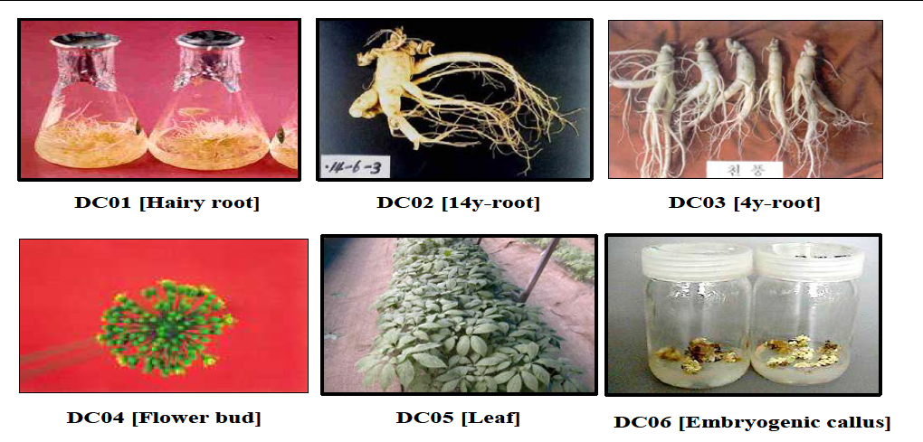 Panax ginseng cDNA libraries used for EST (expressed sequence tags) analysis.