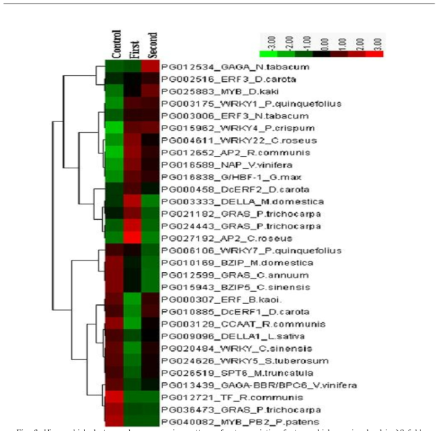 Hirerarchial cluster and co-expression patterns for transcription factors which are involved in >2-fold