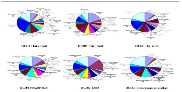 Functional categorization of hairy root (DC01), 14 year-root (DC02), 4 year-root (DC03), regulations. flower bud (DC04), leaf (DC05) and embryogenic calli (DC06) ESTs.