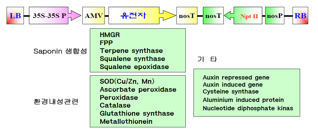 Vector construction for gene transformation of gene.