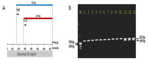 A 고려인삼의 ribosomal 45S 영역에 있어서 KgF, G-1F 및 45SR 프라이머의 위치를 나타냄.