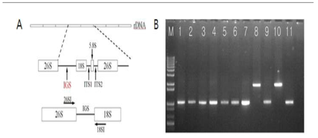 A 유전자 공간(intergenic spacer, IGS)의 염기서열 중에서 K-1에 특이적인 프라이머의 위치를 확인하는 것을 나타냄