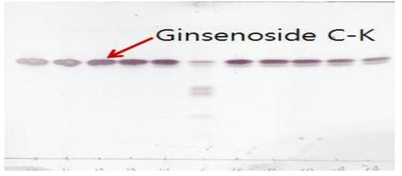 Isolation of ginsenoside C-K