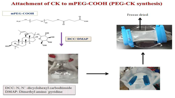 Ginsenoside CK와 mPEG-COOH의 결합