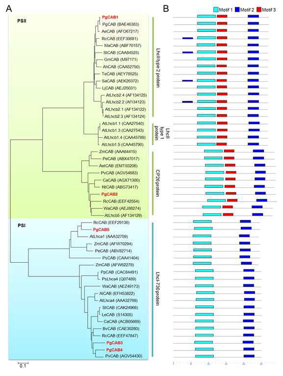 The nucleotide and predicted amino acid sequence of the Panax ginseng Meyer CAB genes.