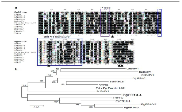 Multiple alignment of PgPR10-4 with the most closely related BetV1 family of proteins in other plants