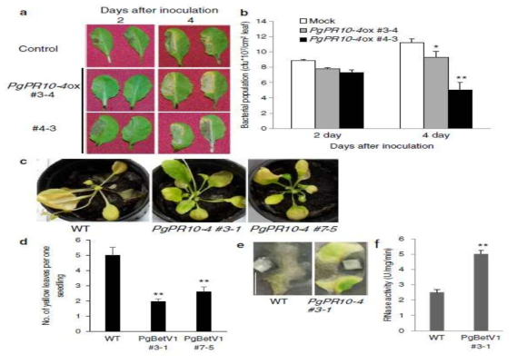 PgPR10-4 positively regulates plant tolerance to biotic stresses