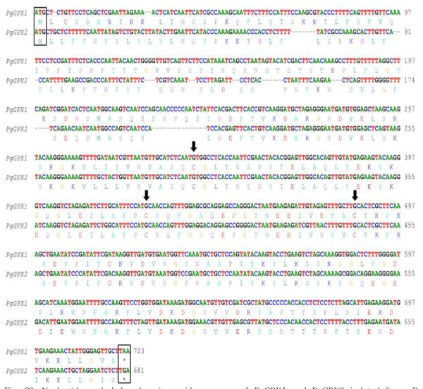 Nucleotide and deduced amino acid sequence of PgGPX1 and PgGPX2 isolated from P.