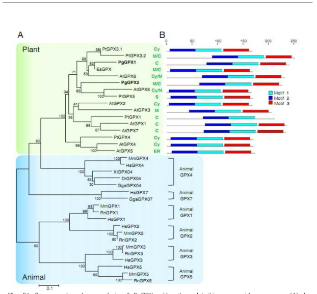 Sequence homology analysis of PgGPX with other glutathione peroxidase genes.