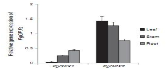 Expression of PgGPX1 and PgGPX2 genes in leaves, stems, and roots of Panax ginseng.