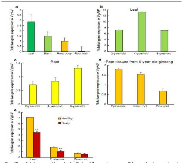 Relative quantities of PgAIP in different tissues at different developmental and physiological stages