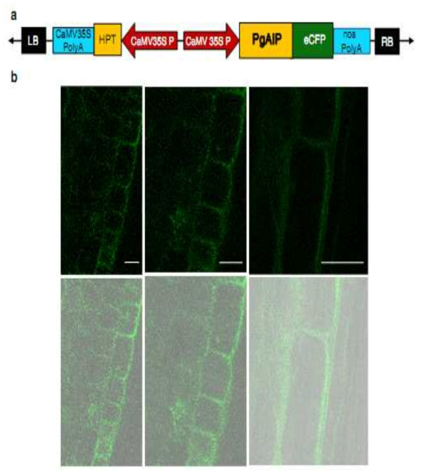 Vector construction of PgAIP and subcellular localization of PgAIP protein.