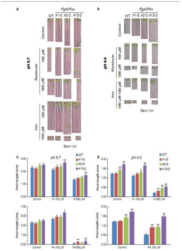 The phenotype of wild-type (WT) and transgenic PgAIPox seedlings on Al and Fe containing 1/2 MS agar plates