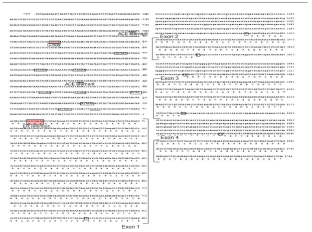 Genomic DNA sequence of PgHMGR1 containing exon and intron