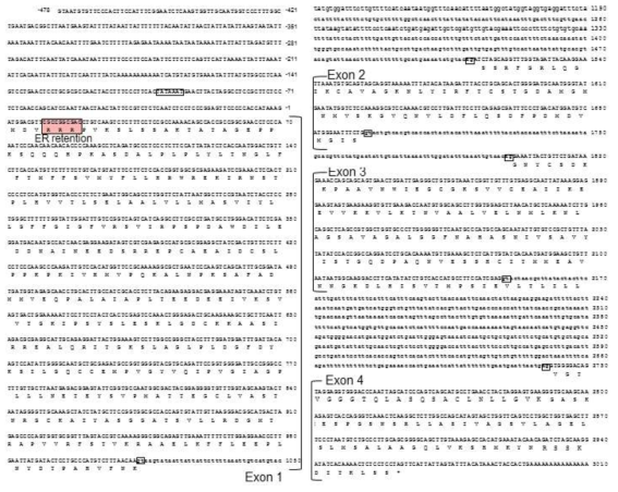 Genomic DNA sequence of PgHMGR2 containing exon and intron