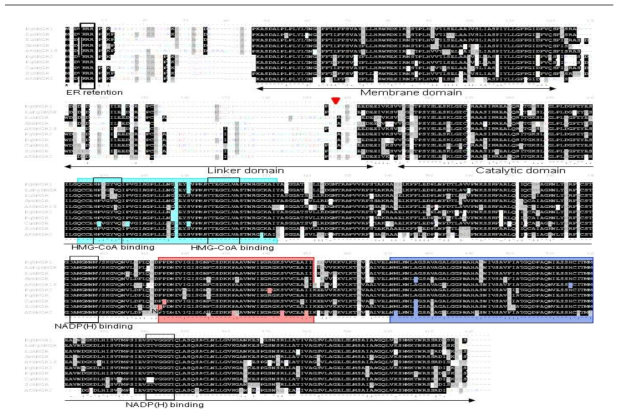 Multiple alignment of the deduced amino acid sequences of PgHMGR1 and PgHMGR2 with homologous HMGRs from other plants