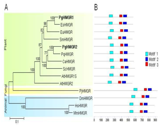 phylogenetic tree of HMGRs from various organisms including PgHMGR1 and PgHMGR2