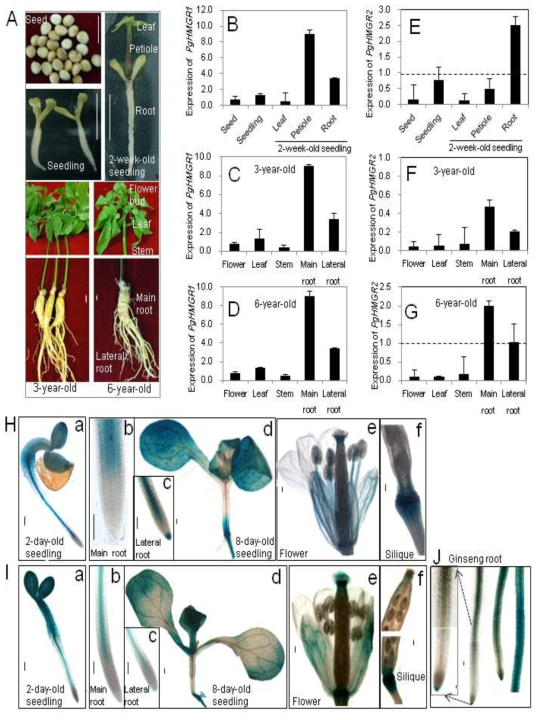 Ubiquitous expression of PgHMGR1 and PgHMGR2 in vascular tissue.