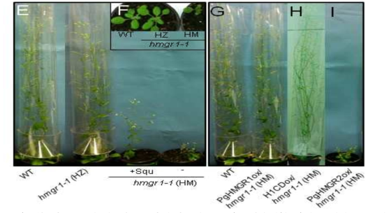 Conserved role of PgHMGR1.