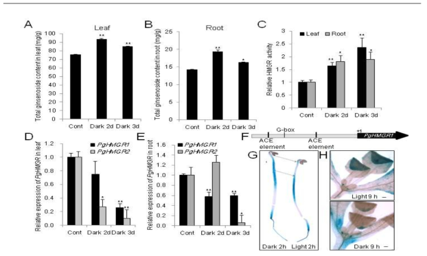 Expression of PgHMGR1 is light-inhibited and possibly associated with shadowing growth of ginseng