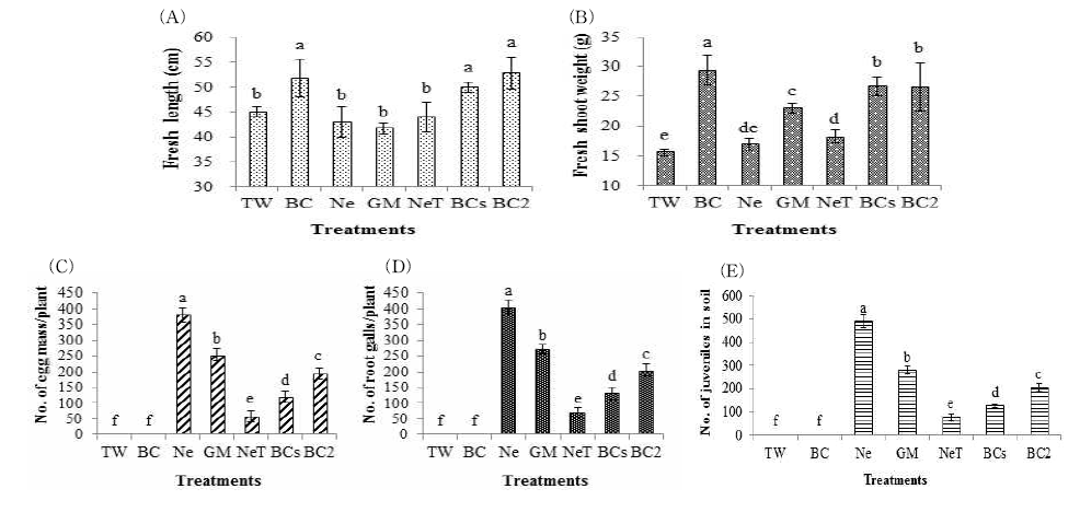 Bacillus pumilus L1 배양액 농도에 따른 토마토 작물 생육 효과 조사.