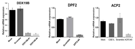 선별된 유전자의 재검증: siRNA 처리후 표적 유전자의 mRNA 레벨 변화 측정