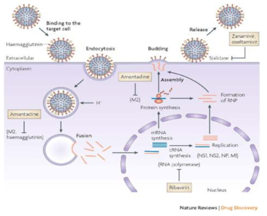 인플루엔자 바이러스의 복제 및 현 항인플루엔자 제제의 표적 (target)