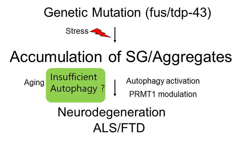 스트레스 응집체 연관 퇴행성질환 핵심 기전 및 자 가소화작용 및 PRMT1에 의한 스트레스 응집체 조절 및 세 포독성 조절