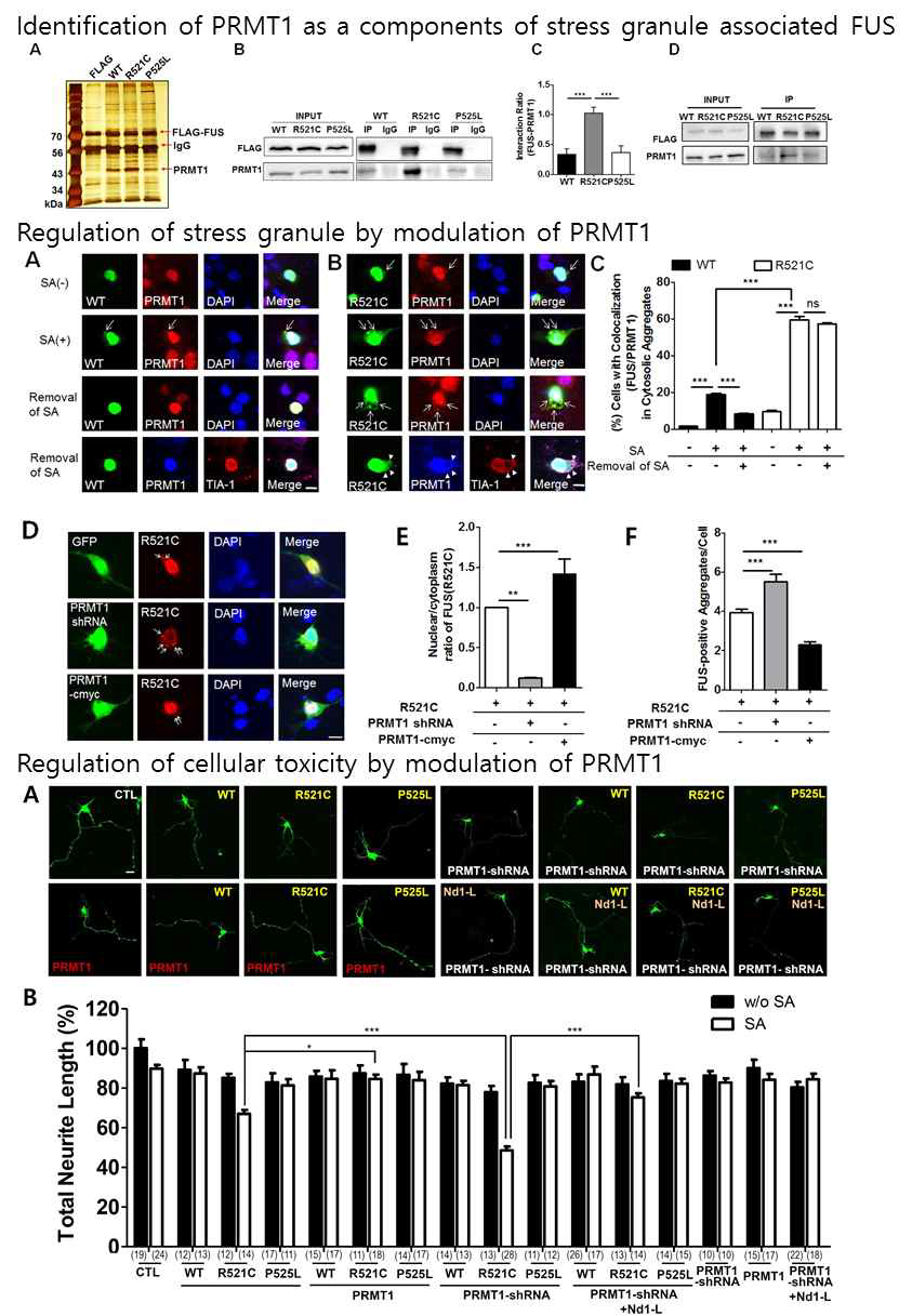 스트레스 응집체 연관 PRMT1의 동정 및 PRMT1의 조절에 의 한 스트레스 응집체 감소 및 FUS돌연변이 단백질 유도 세포독성 완화