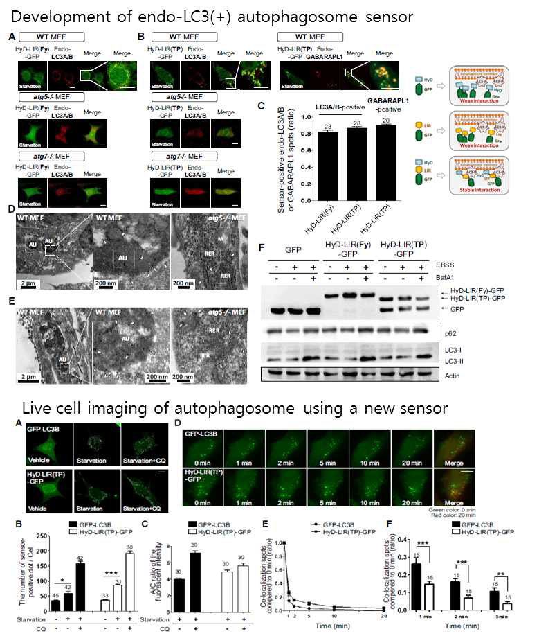 내재적 자가포식체 결합 자가포식체 센서의 개발 및 이를 활용한 자가 포식체의 live cell imaging