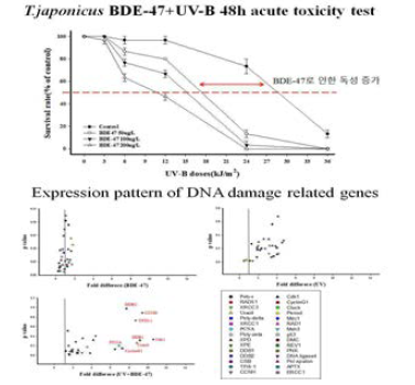 BDE-47, UV 통합 노출 에 따른 급성 독성 및 DNA damage 관련 유전자 발현양상.