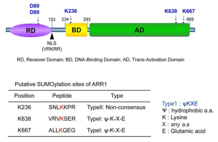 Domain structures and putative SUMOylation sites in ARR1.