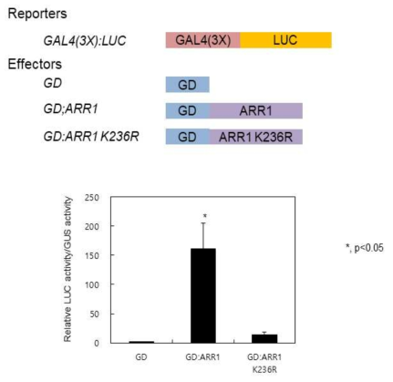 Transcriptional activation activity of GD:ARR1 and GD:ARR1K236R in Arabidopsis protoplasts.